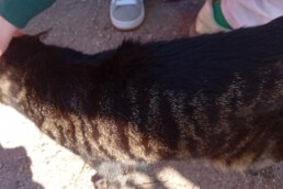 Eine Katze wird auf dem Schulhof gestreichelt.