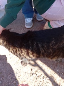 Eine Katze wird auf dem Schulhof gestreichelt.